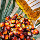 Perspektiven für eine nachhaltigere Palmöl-Produktion