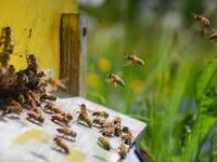 „Die Bienen liegen uns am Herzen", im Koalitionsvertrag bekundet die neue Bundesregierung Verbesserungen. © darios44 / iStock / Thinkstock