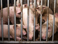 Schweine hinter Gitterstall