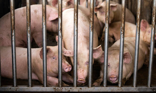 Schweine hinter Gitterstall