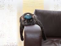 © liveostockimages/iStock/Getty Images Plus verkaterte Katze auf Sessellehne © liveostockimages/iStock/Getty Images Plus