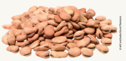 Aus Ackerbohnen, auch Saubohnen oder dicke Bohnen genannt, könnte hochwertiges pflanzliches Protein gewonnen werden – zunächst müssen jedoch Methoden gefunden werden, um unerwünschte Inhaltsstoffe und Aromen zu eliminieren. Aus Ackerbohnen, auch Saubohnen oder dicke Bohnen genannt, könnte hochwertiges pflanzliches Protein gewonnen werden – zunächst müssen jedoch Methoden gefunden werden, um unerwünschte Inhaltsstoffe und Aromen zu eliminieren. © ArtCookStudio/iStock/Thinks