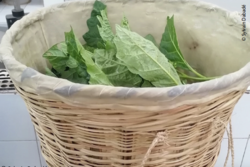 Mit antimikrobiell beschichtetem Tuch ausgekleideter Behälter für den Transport von Blättern der afrikanischen Gartenaubergine (Solanum macrocarpon). © Sylvain Dabadé Mit antimikrobiell beschichtetem Tuch ausgekleideter Behälter für den Transport von Blättern der afrikanischen Gartenaubergine (Solanum macrocarpon). © Sylvain Dabadé