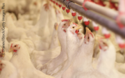 Die Schlachtmenge ist insgesamt gesunken, nicht jedoch bei Geflügelfleisch. © branex/iStock/Getty Images Plus Hennen im Stall. © branex/iStock/Getty Images Plus