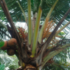 Pflanzliche Speisefette und -öle, Teil 11