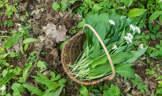Wilder Knoblauch ©gettyimages/coramueller