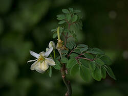 Ein blühender "Moringa oleifera" aus der Referenzsammlung im botanischen Garten des KIT. © Karlheinz Knoch Ein blühender "Moringa oleifera" aus der Referenzsammlung im botanischen Garten des KIT. © Karlheinz Knoch