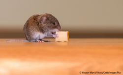 Das sog. Hunger-Hormon Ghrelin aktiviert bei Mäusen Zellen in der Amygdala – der „Gefühlszentrale“ im Gehirn. © Wouter Marck/iStock/Getty Images Plus