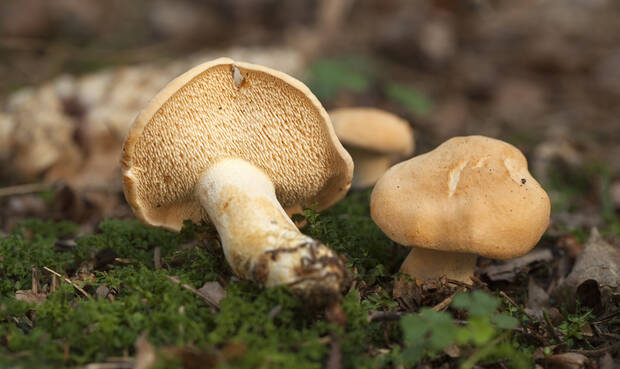 Pilzarten wie der Semmelstoppelpilz können noch stark radioaktiv belastet sein. © dabjola/iStock/Getty Images Plus
