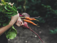 Kann man beim Gemüse alle Pflanzenteile bedenkenlos verzehren? © a-lesa/iStock/Getty Images Plus