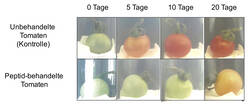 © Georg Groth Reifende Tomaten im Test.