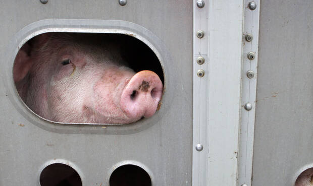 Mit Schmerzen und verdickten Gelenken auf dem Weg zum Schlachthof? Mastschweine sind von der Problematik offenbar häufig betroffen. © Ben185 / iStock / Getty Images Plus