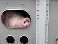 Mit Schmerzen und verdickten Gelenken auf dem Weg zum Schlachthof? Mastschweine sind von der Problematik offenbar häufig betroffen. © Ben185 / iStock / Getty Images Plus