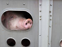 Mit Schmerzen und verdickten Gelenken auf dem Weg zum Schlachthof? Mastschweine sind von der Problematik offenbar häufig betroffen. © Ben185 / iStock / Getty Images Plus Mit Schmerzen und verdickten Gelenken auf dem Weg zum Schlachthof? Mastschweine sind von der Problematik offenbar häufig betroffen. © Ben185 / iStock / Getty Images Plus