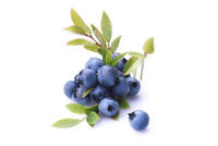 © Wilde Blaubeeren aus Kanada © Wilde Blaubeeren aus Kanada