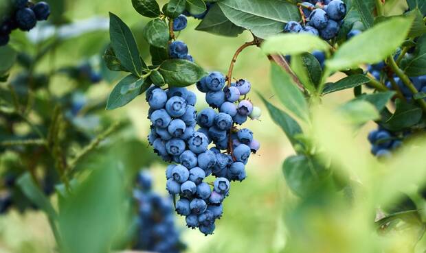 Beliebtes Beerenobst: Heidelbeeren. © Eike Leppert / iStock / Thinkstock