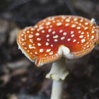 Fliegenpilz(produkte)