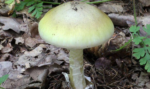 Knollenblätterpilz im Wald