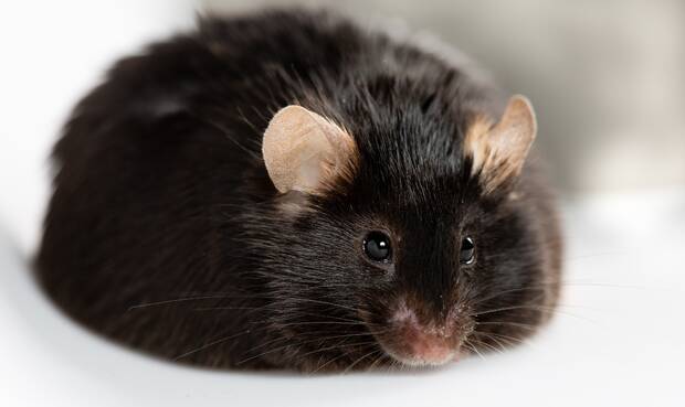 Labormaus. © Georgejason / iStock / Thinkstock