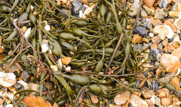 Algenbündel am Strand
