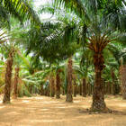 Pflanzliche Speisefette und –öle. Teil 4: Palmöl