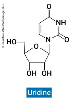 Uridin (Symbol U oder Urd; englisch: Uridine) Uridin (Symbol U oder Urd; englisch: Uridine)