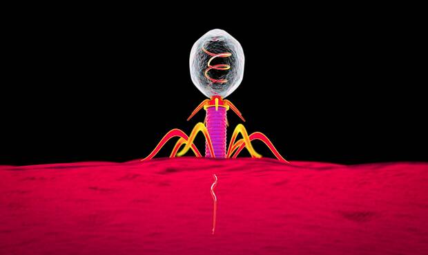 Bakteriophage dringt in Bakterium ein. © Dr_Microbe / iStock  / Thinkstock