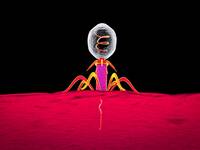 Bakteriophage dringt in Bakterium ein. © Dr_Microbe / iStock  / Thinkstock