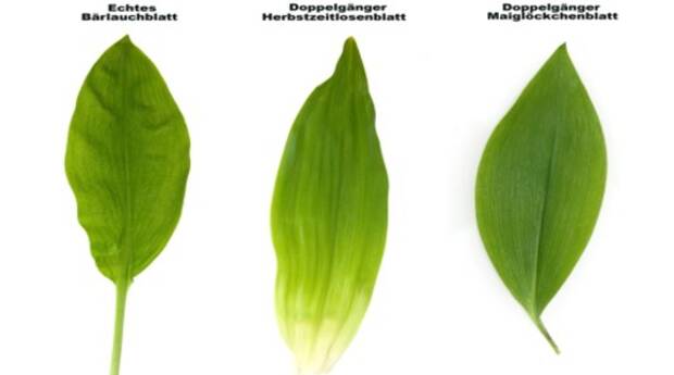 Bärlauch und zwei seiner giftigen Doppelgänger: Herbstzeitlose und Maiglöckchen. © AGES Bärlauch und zwei seiner giftigen Doppelgänger: Herbstzeitlose und Maiglöckchen. © AGES