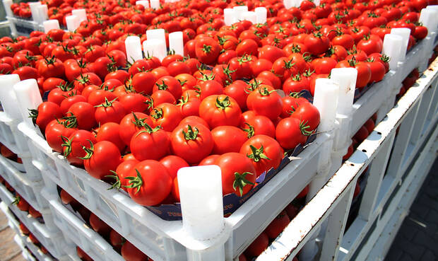 Tomaten auf einer Palette.