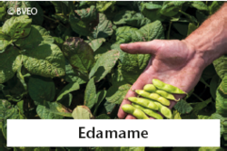 https://deutsches-obst-und-gemuese.de/ https://deutsches-obst-und-gemuese.de/