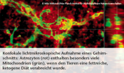 Konfokale lichtmikroskopische Aufnahme eines Gehirnschnitts: Astrozyten (rot) enthalten besonders viele Mitochondrien (grün), wenn den Tieren eine fettreiche, ketogene Diät verabreicht wurde. © Mišo Mitkovski/Max-Planck-Institut für Multidisziplinäre Natu