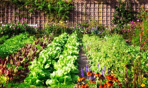 Mit der Bewegung „Urban Gardening“ gewinnt der Küchengarten an Aktualität. © firina / iStock / Thinkstock
