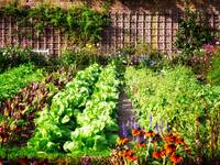 Mit der Bewegung „Urban Gardening“ gewinnt der Küchengarten an Aktualität. © firina / iStock / Thinkstock