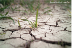 Der Klimawandel wird sich spürbar auf die Erträge u. a. von Weizen und Mais auswirken, zwei weltweit sehr wichtige Nahrungspflanzen. © zhuda/iStock/Getty Images Plus