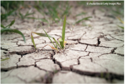 Der Klimawandel wird sich spürbar auf die Erträge u. a. von Weizen und Mais auswirken, zwei weltweit sehr wichtige Nahrungspflanzen. © zhuda/iStock/Getty Images Plus Der Klimawandel wird sich spürbar auf die Erträge u. a. von Weizen und Mais auswirken, zwei weltweit sehr wichtige Nahrungspflanzen. © zhuda/iStock/Getty Images Plus