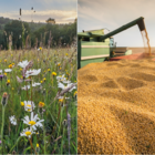 Der Zusammenhang zwischen hochverarbeiteten Lebensmitteln und dem Verlust an Diversität im Ernährungssystem