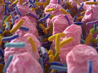 Illustration der Dünndarmzotten mit Mikrobiota. © ChrisChrisW / iStock / Thinkstock