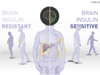 Die Insulinwirkung im Gehirn bestimmt Körpergewicht und Fettverteilung – und wie man auf Lebensstilinterventionen reagiert. © IDM, DZD