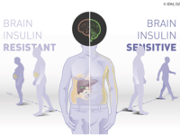 Die Insulinwirkung im Gehirn bestimmt Körpergewicht und Fettverteilung – und wie man auf Lebensstilinterventionen reagiert. © IDM, DZD Die Insulinwirkung im Gehirn bestimmt Körpergewicht und Fettverteilung – und wie man auf Lebensstilinterventionen reagiert. © IDM, DZD