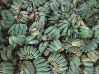 Das Mehl aus grünen Bananen soll 2018 ein Trend werden. / Photo by Henry Doe on Unsplash Das Mehl aus grünen Bananen soll 2018 ein Trend werden. / Photo by Henry Doe on Unsplash