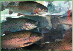 Wie sich mit Isoflavonen angereichertes Pflanzen- statt Fischöl auf die Fettsäuresynthese von Regenbogenforellen auswirkt, untersuchten Aquakultur- und ErnährungsexpertInnen in Kiel. © josefkubes/iStock/Getty Images Plus Wie sich mit Isoflavonen angereichertes Pflanzen- statt Fischöl auf die Fettsäuresynthese von Regenbogenforellen auswirkt, untersuchten Aquakultur- und ErnährungsexpertInnen in Kiel. © josefkubes/iStock/Getty Images Plus