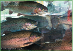 Wie sich mit Isoflavonen angereichertes Pflanzen- statt Fischöl auf die Fettsäuresynthese von Regenbogenforellen auswirkt, untersuchten Aquakultur- und ErnährungsexpertInnen in Kiel. © josefkubes/iStock/Getty Images Plus