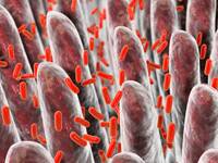 Darstellung der Darmwand mit Bakterien. © Dr_Microbe / iStock / Thinkstock