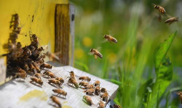 „Die Bienen liegen uns am Herzen", im Koalitionsvertrag bekundet die neue Bundesregierung Verbesserungen. © darios44 / iStock / Thinkstock