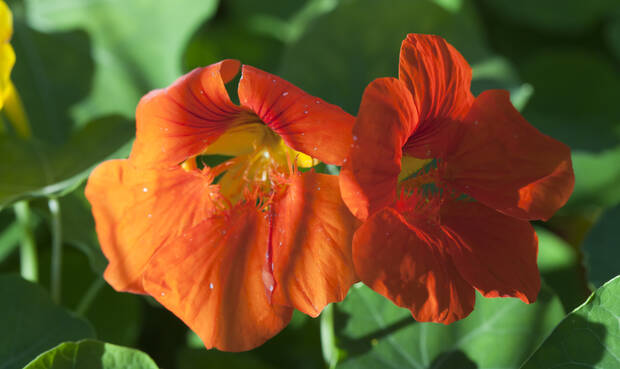 Blüten der Kapuzinerkresse. © Konstik / iStock / Thinkstock