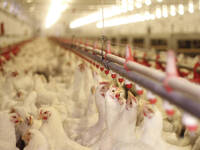 © branex / iStock / Thinkstock Hühner im Stall.