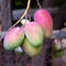 Mangofrüchte am Baum. © shiyali / iStock / Thinkstock
