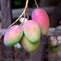 Mangofrüchte am Baum. © shiyali / iStock / Thinkstock