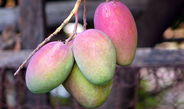 Mangofrüchte am Baum. © shiyali / iStock / Thinkstock